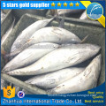 Frozen Tuna, tuna fish whole round, bonito tuna skipjack tuna